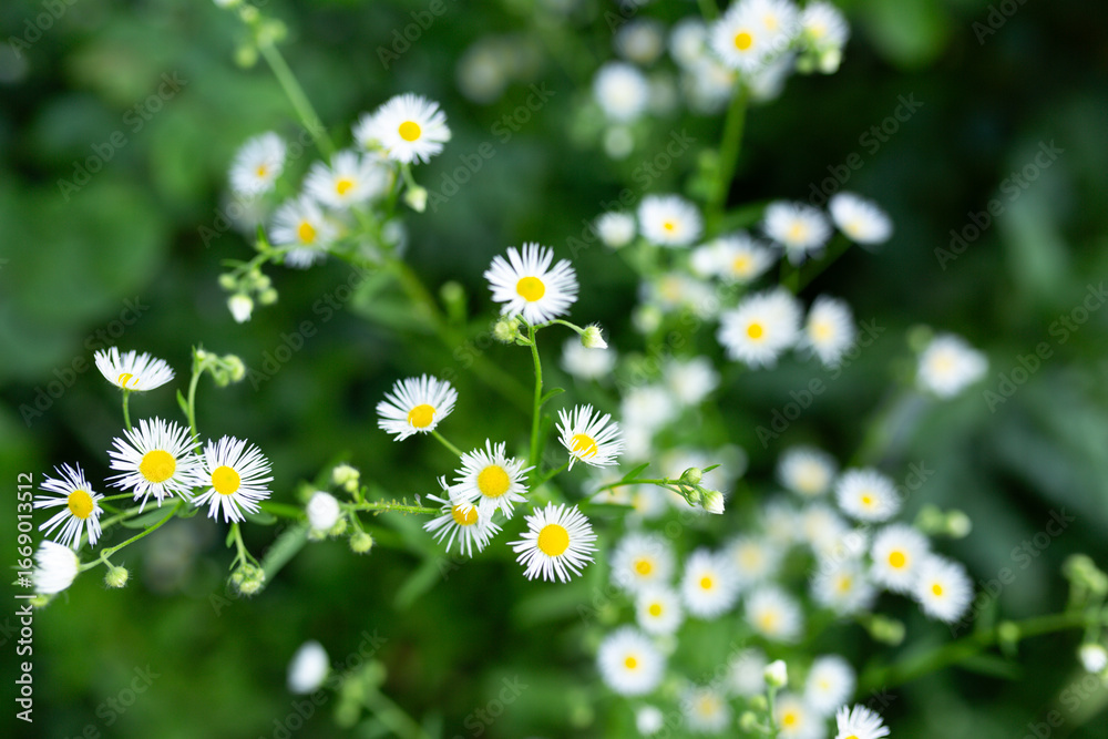 Fototapeta premium Close-up of White Daisy-like Flowers with Yellow Centers in a Green Field