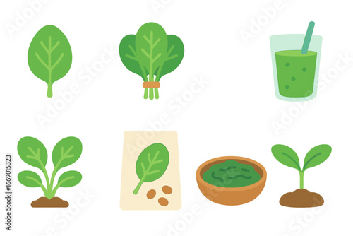 Spinach Icon Set. Flat vector mini-illustrations spinach in colors children's illustrations: spinach leaf, bunch of spinach,