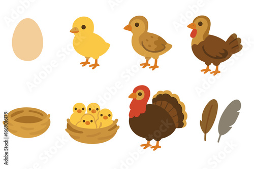 Turkey Life Cycle. Flat vector mini-illustrations turkey lifecycle in colors children's illustrations: egg, hatchling, poult,