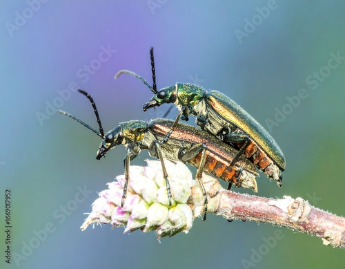 Two beetles mating on a flower