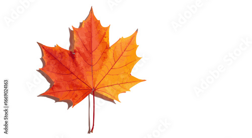 Vector illustration of Vibrant maple Autumn leaf falling