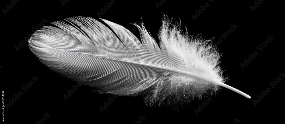 Fototapeta premium Close-up of a single white feather against a black background
