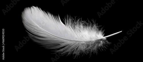 Delicate white feather against black background (1)