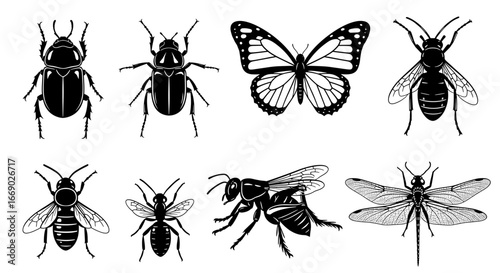 Elegant Black and White Insect Collection Illustration on White Background