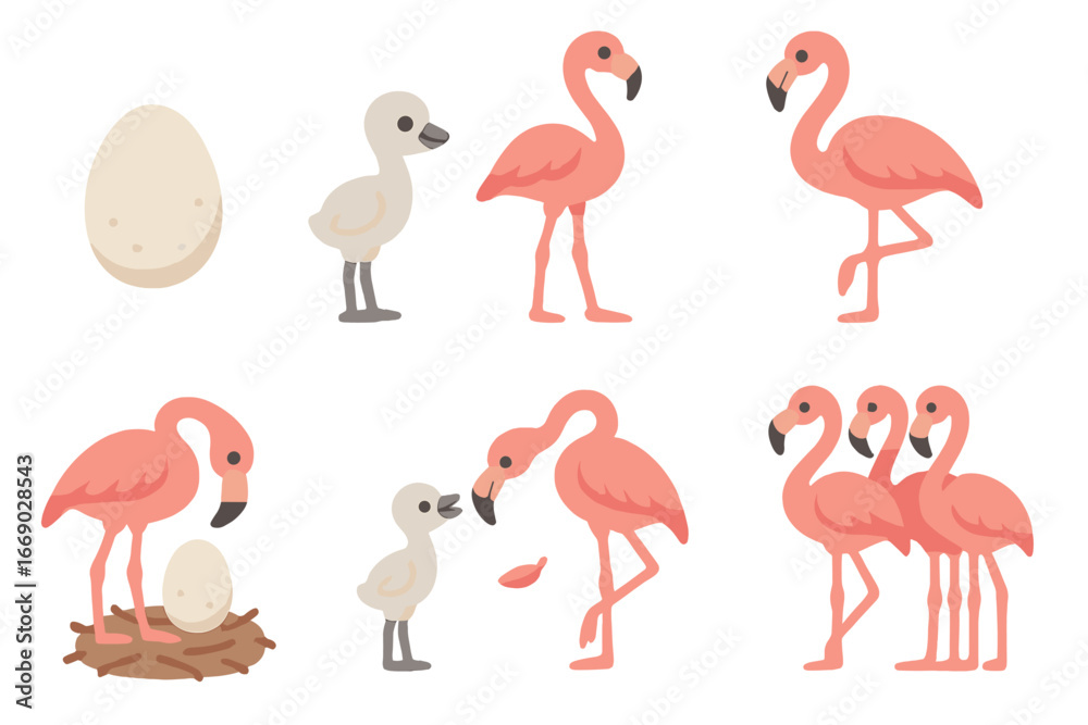 Obraz premium Flamingo Life Cycle. Flat vector mini-illustrations flamingo lifecycle in colors children's illustrations: egg, chick, juvenile