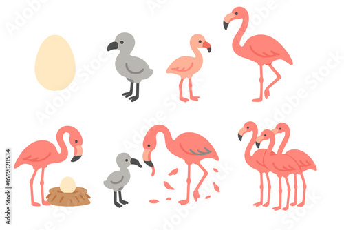 Flamingo Life Cycle. Flat vector mini-illustrations flamingo lifecycle in colors children's illustrations: egg, chick, juvenile