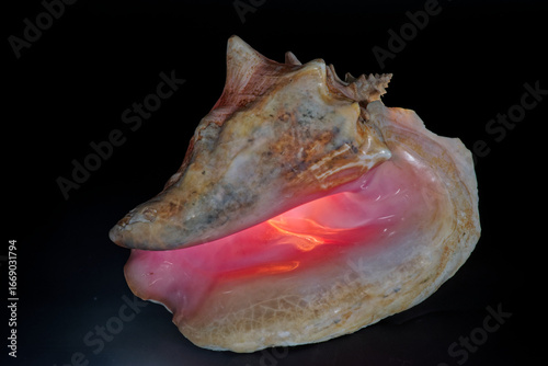Une coquille de Strombe géant ou Lambi (Lobatus gigas) phographiée sur un fond noir