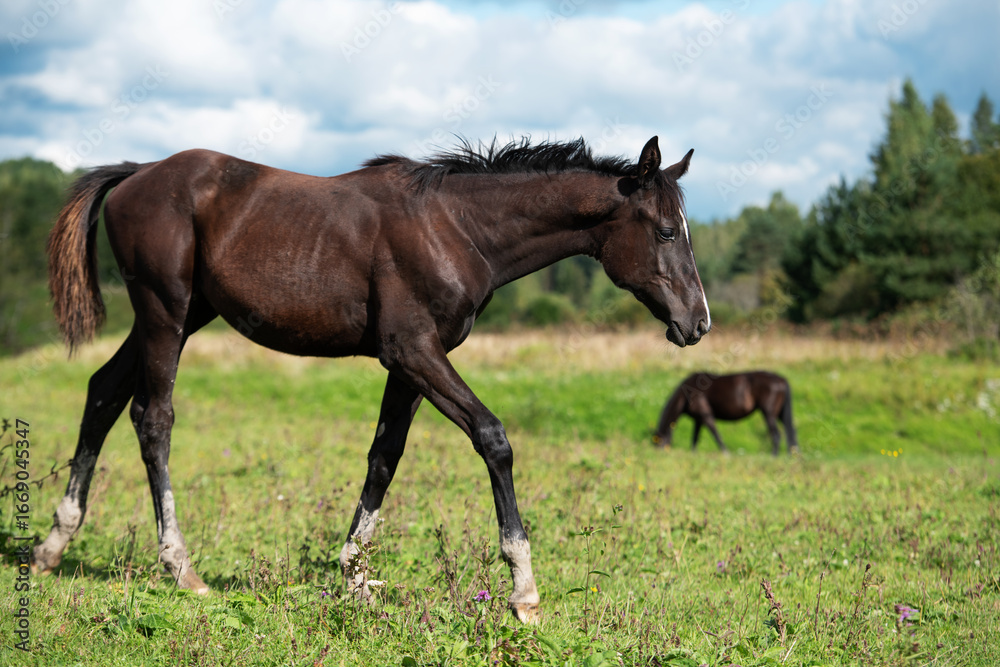 Obraz premium sportive black foal walking at pasture at cloudy summer day
