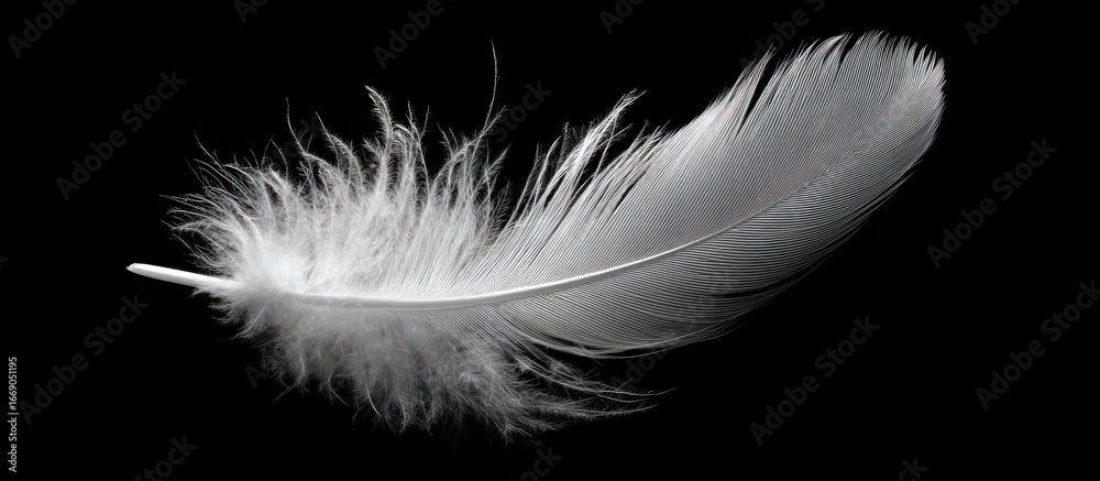 Obraz premium Delicate white feather against black background