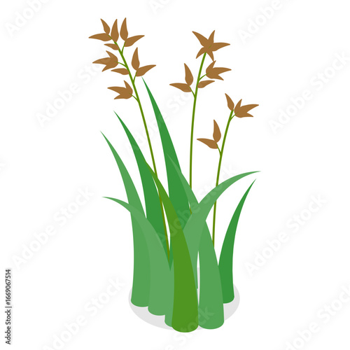 3D Isometric Flat Vector Set of Lake Aquatic Plants, Marsh Reed. Item 6