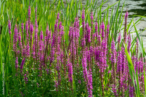 Gewöhnlicher Blutweiderich (Lythrum salicaria)