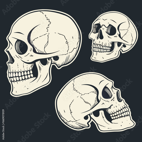 Three detailed human skulls in profile view against a dark background