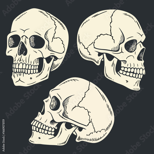 Three vintage style human skulls displayed from different angles on a dark background