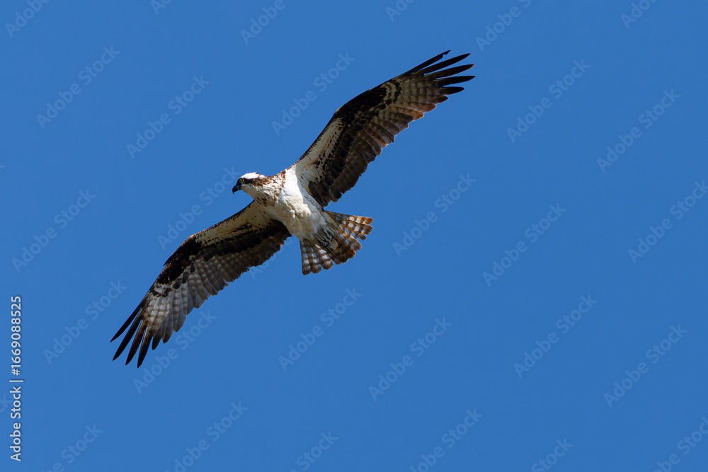 Obraz premium Very close view of an Osprey (sea hawk) flying in beautiful light, seen in the wild in California.