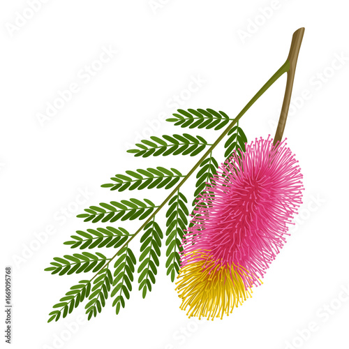 Photos Illustration of Shami flower with leaves, also known as Persian mesquite or ghaf, scientific name Prosopis cineraria, isolated on white background