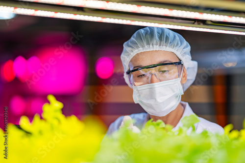 Fototapeta A scientist in a mask, hairnet, and gloves records observations on a tablet while inspecting plants in a lab