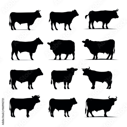 Angus cattle silhouette set, Black & White silhouette set