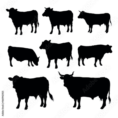 Angus cattle silhouette set, Black & White silhouette set