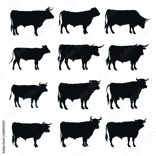 Angus cattle silhouette set, Black & White silhouette set