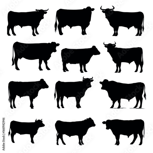 Angus cattle silhouette set, Black & White silhouette set