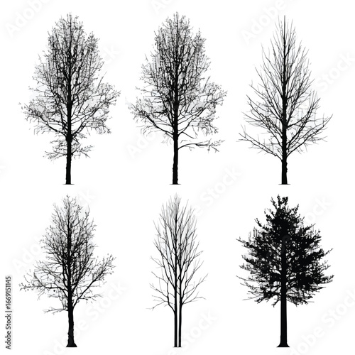 Aspen tree silhouette set, Black & White silhouette set