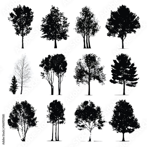 Aspen tree silhouette set, Black & White silhouette set