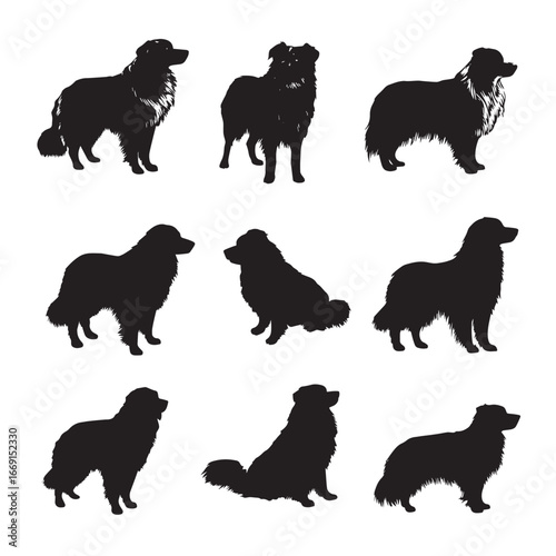 Australian shepherd silhouette set, Black & White silhouette set