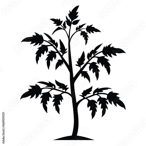Silhouette of a young tomato plant showing healthy leaves and growth