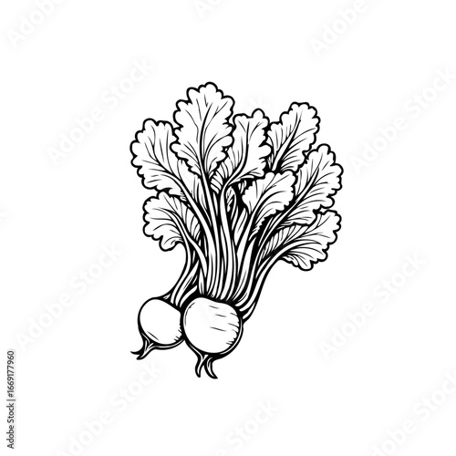 Botanical illustration depicting organic turnips with detailed foliage adding a vintage feel