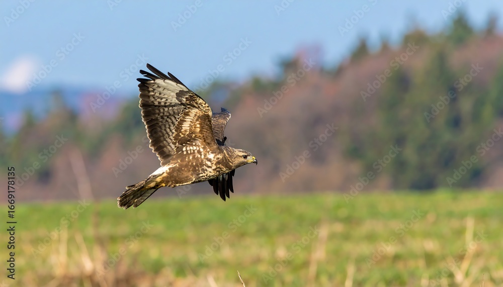 Fototapeta premium A brown hawk in flight over a field, wings outstretched