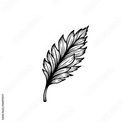 Detailed botanical illustration of a single feather like leaf showcasing intricate vein patterns