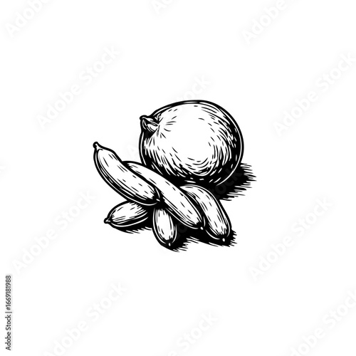 Monochrome botanical illustration displaying a cluster of diminutive fruits alongside a rounded
