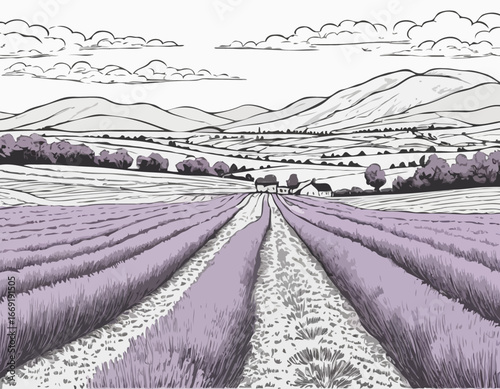 Lavender field, summer landscape.