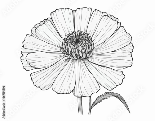 Marigold Flower Sketch Illustration