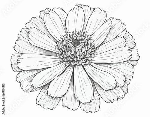 Marigold Flower Sketch Illustration