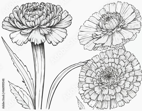 Marigold Flower Sketch Illustration