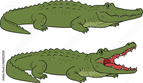 Funny cartoon crocodile set, alligator illustration with open and closed mouth, green reptile clipart, animal character design isolated