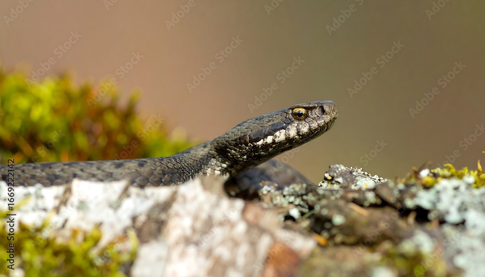 Naklejka premium Adder Snake on Mossy Log, Forest Habitat