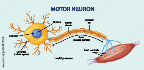 Labeled Diagram of Motor Neuron Connecting to Muscle Fiber