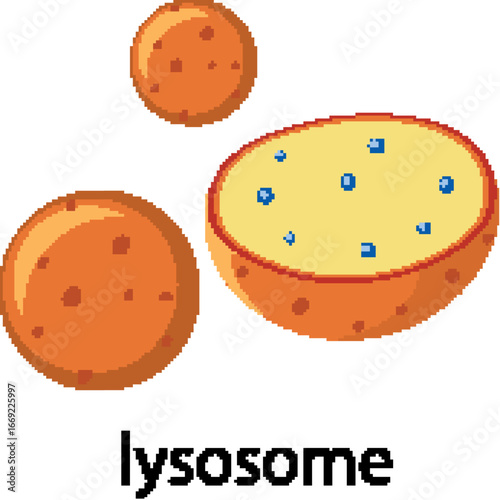 Colorful Vector Illustration of Lysosome Structure