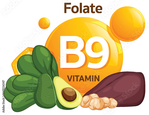 Vitamin B9 Folate Sources Vector Illustration