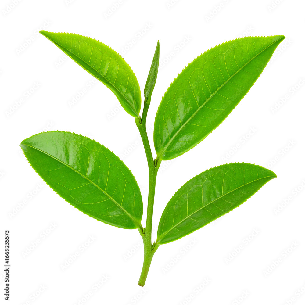 Obraz premium Emerald Green Tea Leaves: A close-up shot of fresh, vibrant green tea leaves, showcasing the delicate textures and natural beauty of this prized botanical.