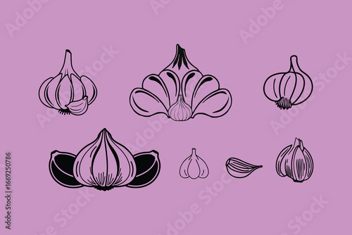 Garlic Cloves and Bulbs on a Purple Background, Botanical Line Art.