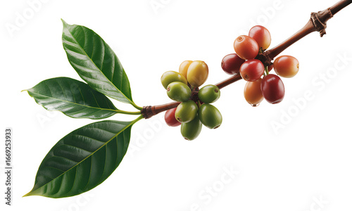 Coffee beans on branch, green, red, yellow, ripening process, agriculture, plant, leaves, coffee plant, coffee cherries, coffee fruit, beverage, caffeine, drink,  