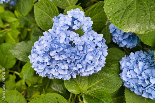 Wallpaper Mural 雨の中のアジサイ Torontodigital.ca