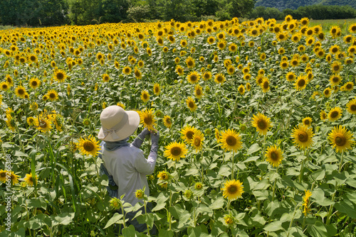 Wallpaper Mural ひまわり畑にて Torontodigital.ca