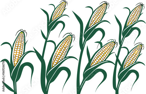 corn field vector illustration