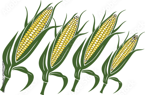 corn on the cob