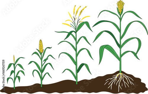 plant in the ground