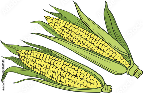 corn on a white background
